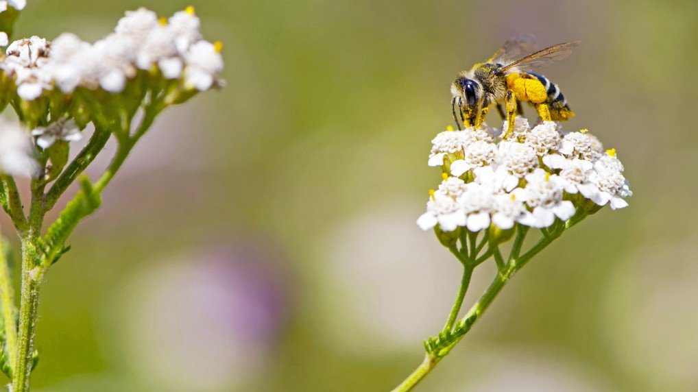Get Outdoors Day - Movie Matinee with the City of Vancouver