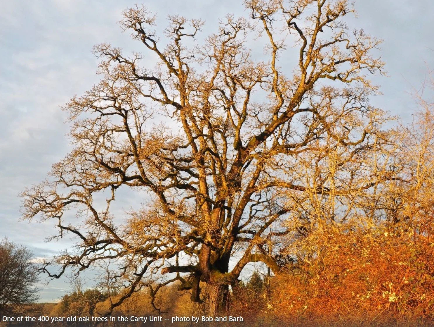 Ridgefield National Wildlife Refuge - 1/2 Day work party w/WTA