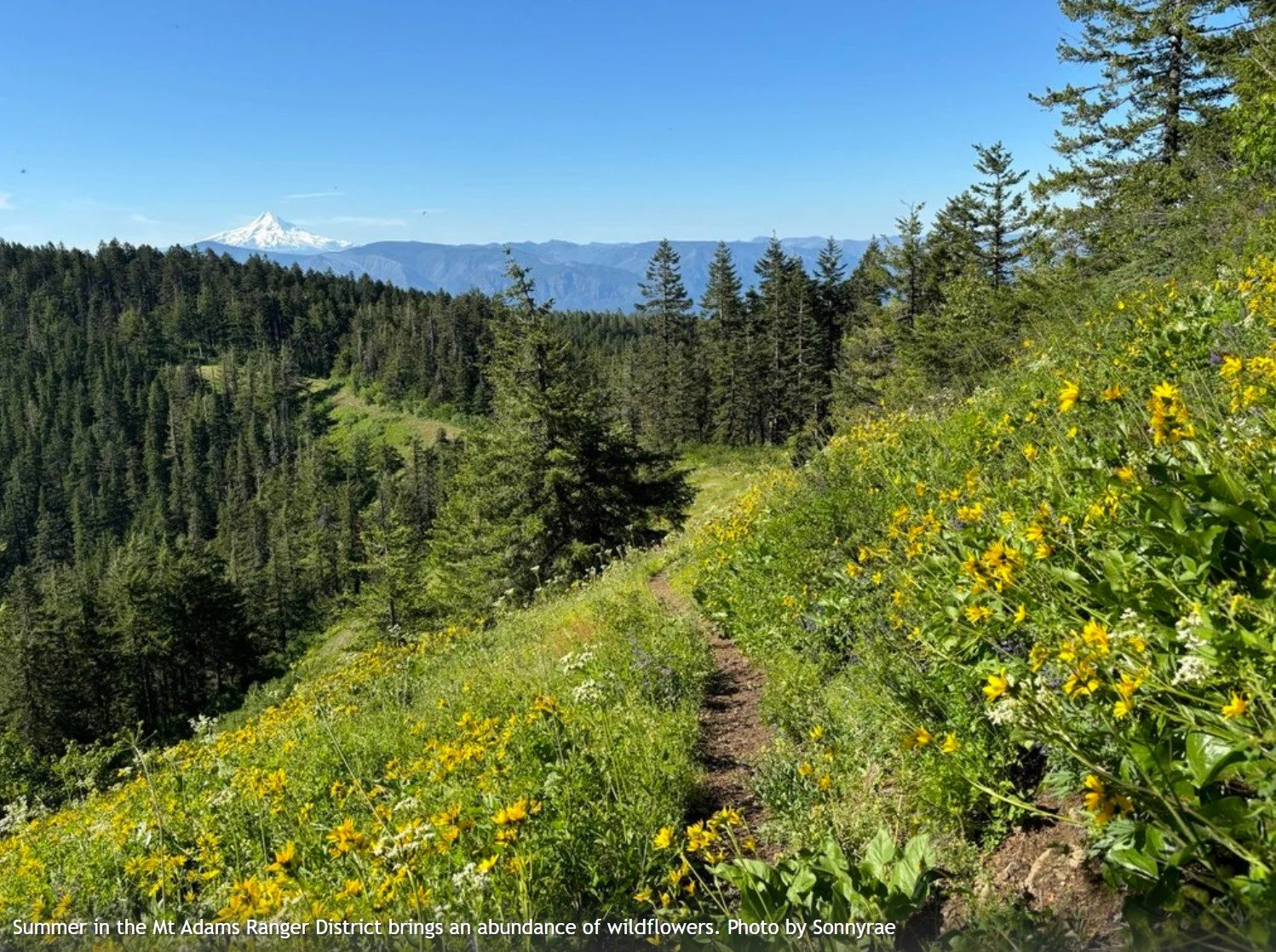 Mount Adams Trail Jamboree and Campout! Day Work Party with WTA
