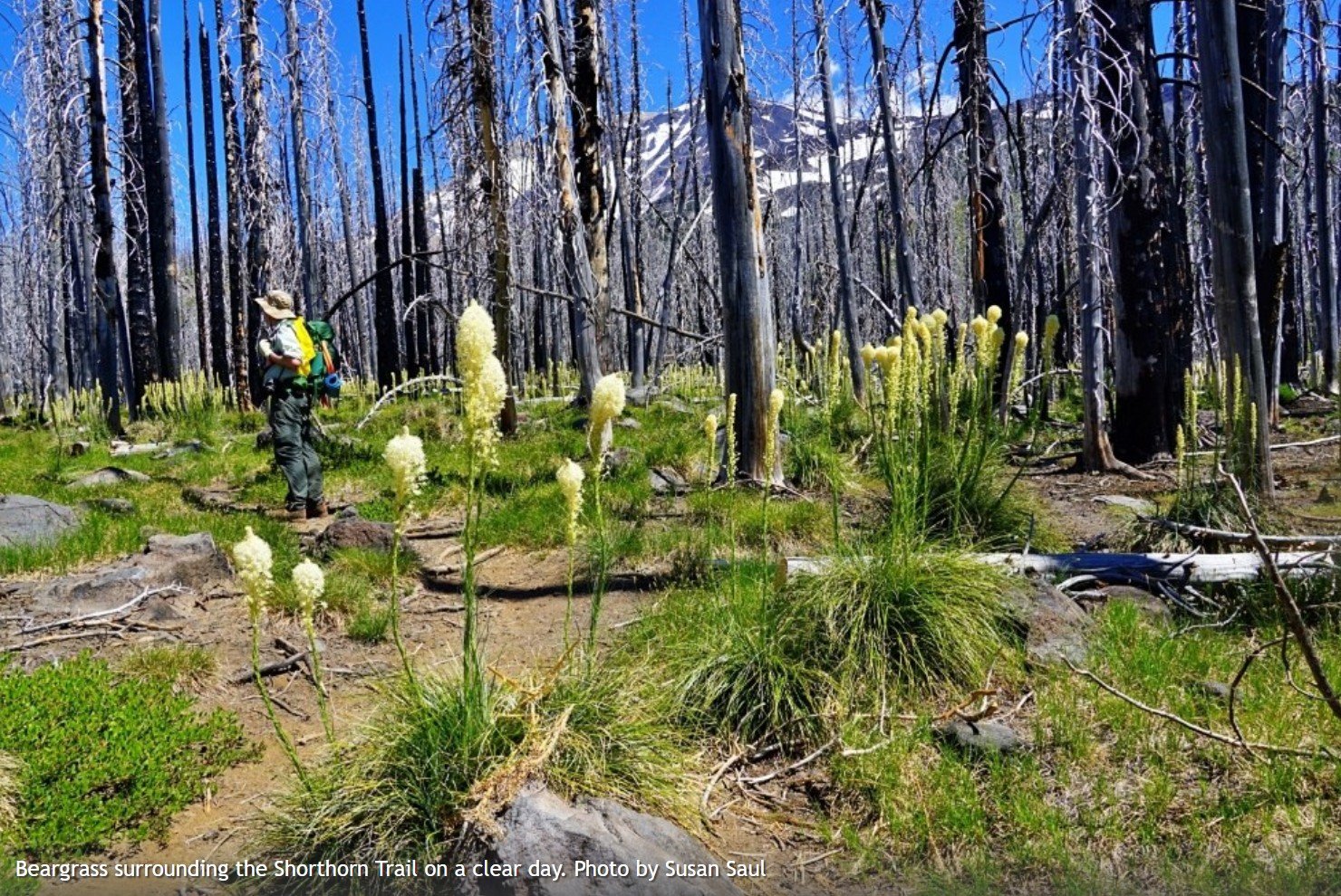 Mount Adams Car Camp - Logout - WTA Backcountry Response Team