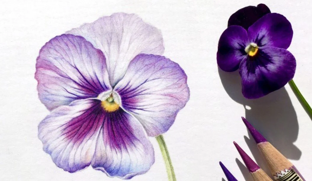 Fundamentals of Botanical Drawing in Colored Pencil II