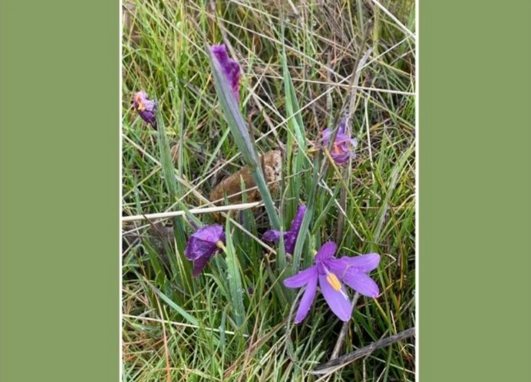 Catherine Creek Arch Loop Spring Hike with WNPS