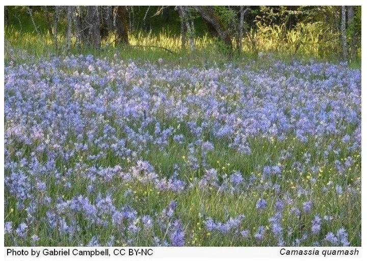 Lacamas Park Spring Hike with WNPS