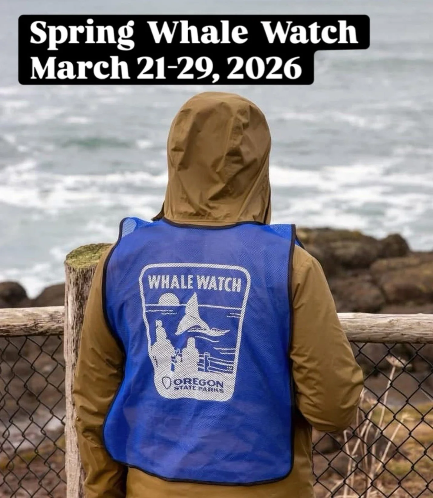 ROAD TRIP - Gray Whale Migration at Depoe Bay, OR