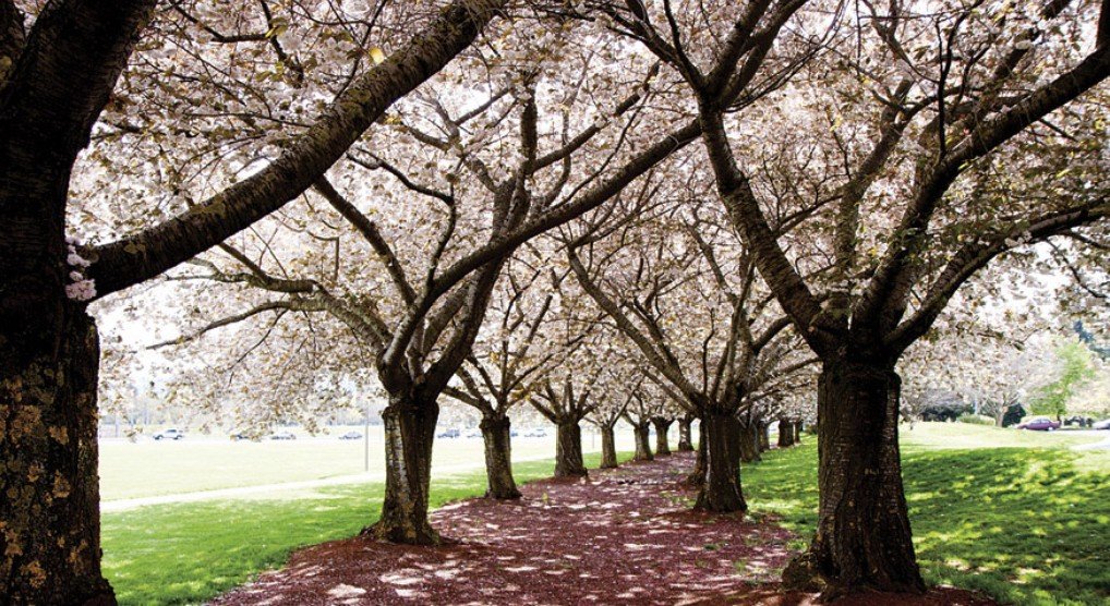 Sakura Festival - Cherry Tree Blossoms at Clark College