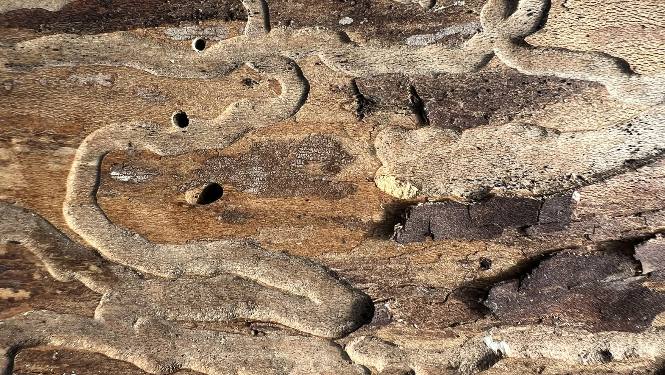 Exploring the intersection of cosmology, ecology, and spirituality