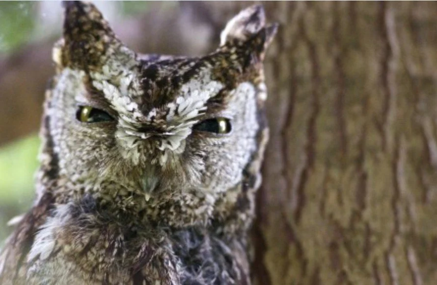 ROAD TRIP - Owl Prowl (Fernhill Wetlands)
