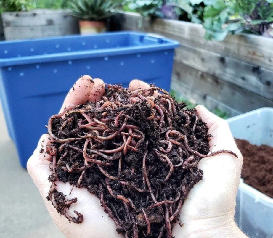 Worm Bin Composting workshop