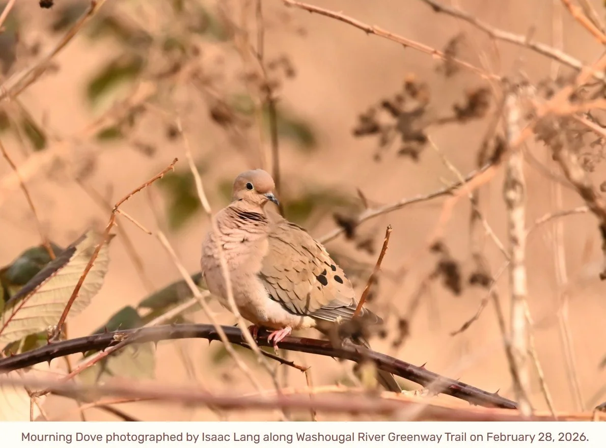 Bird Walk along Washougal River Greenway
