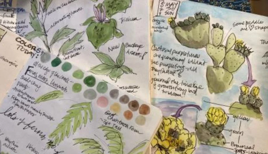 Adventures in Art with FVRL - Nature Journaling 