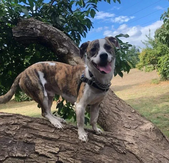 Kane Off-Leash Dog Park volunteer work day