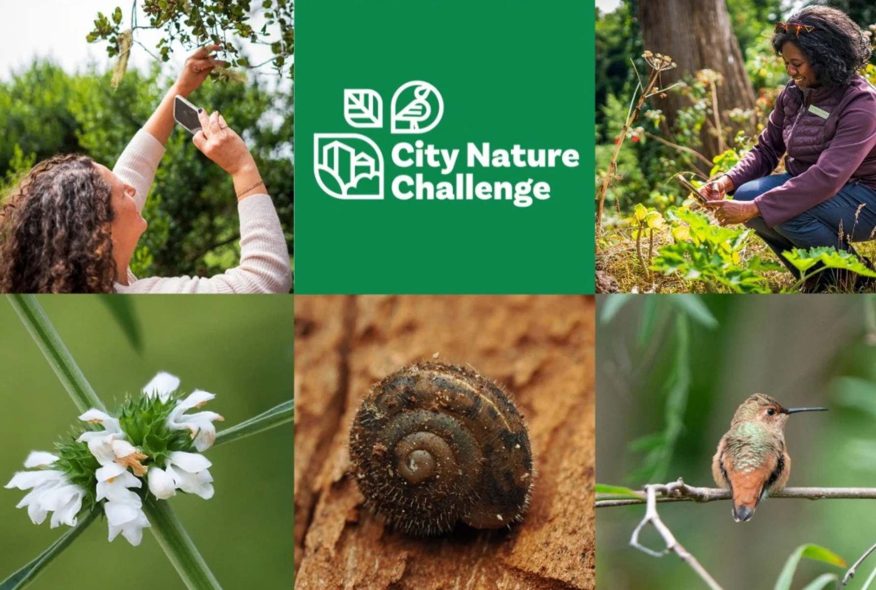 City Nature Challenge 2026