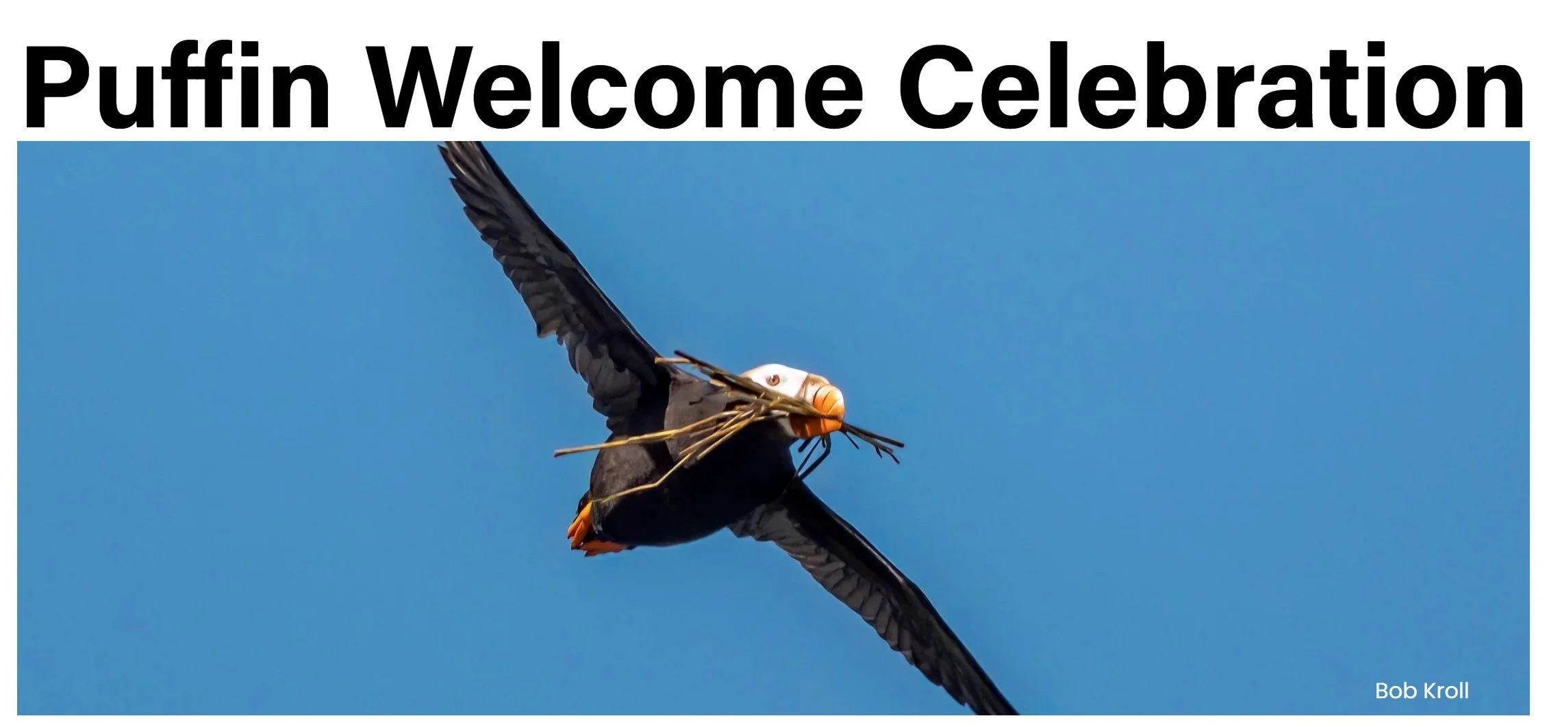 ROAD TRIP - Puffin Awareness Celebration at Haystack Rock