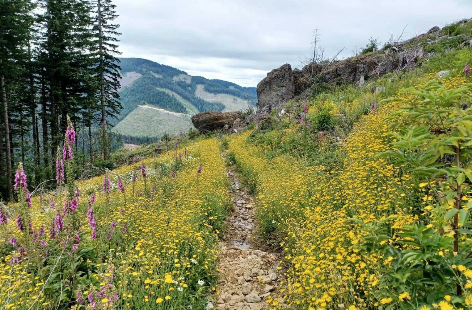 Silver Star Mountain via Ed's Trail + Indian Pits Hike with Mazamas