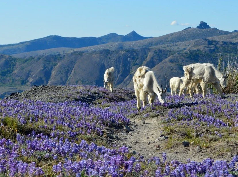 Ape Canyon (Plains of Abraham) hike with Mazamas
