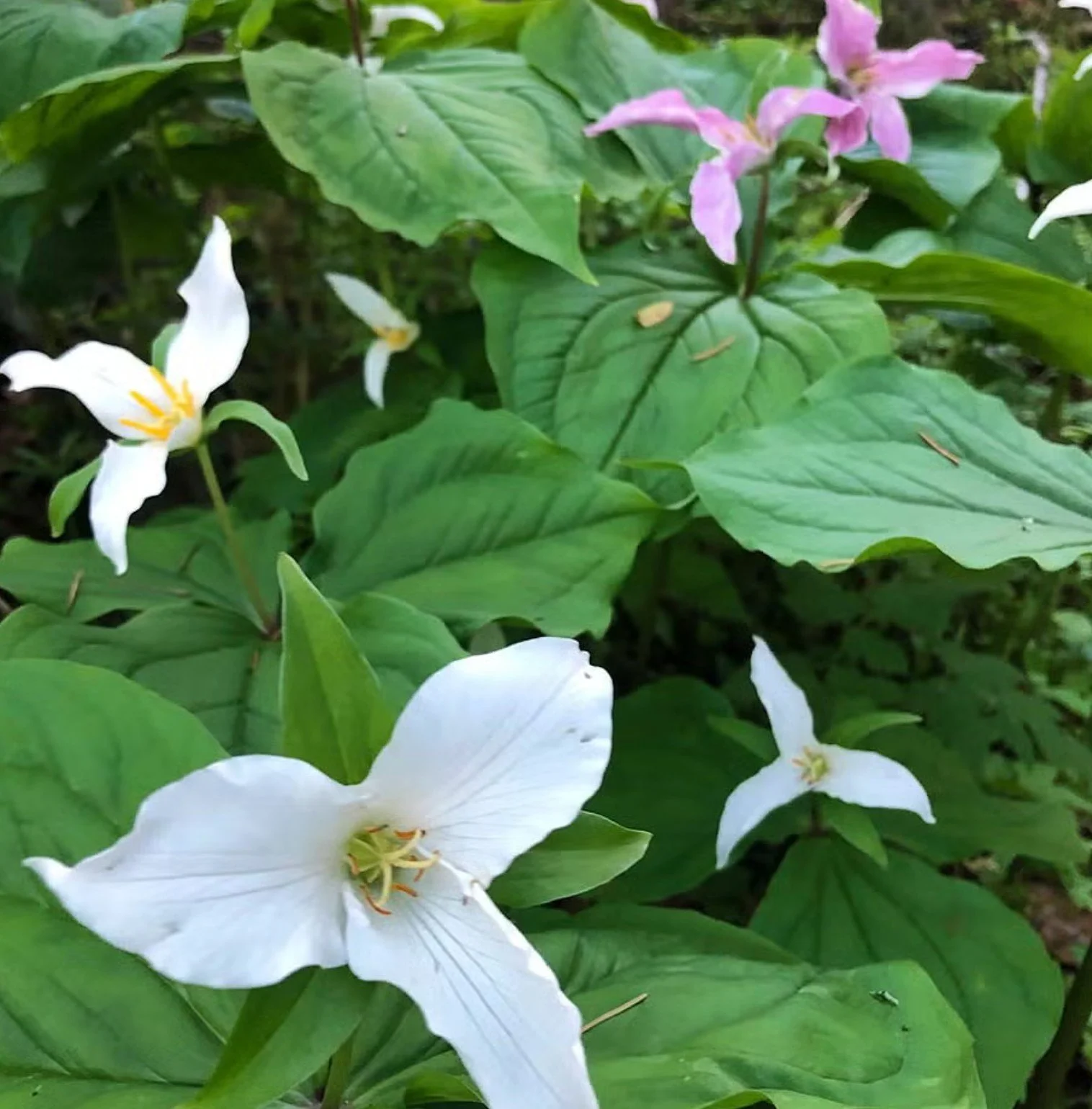 Adopt-A-Park Event at Ellsworth West Urban Natural Area