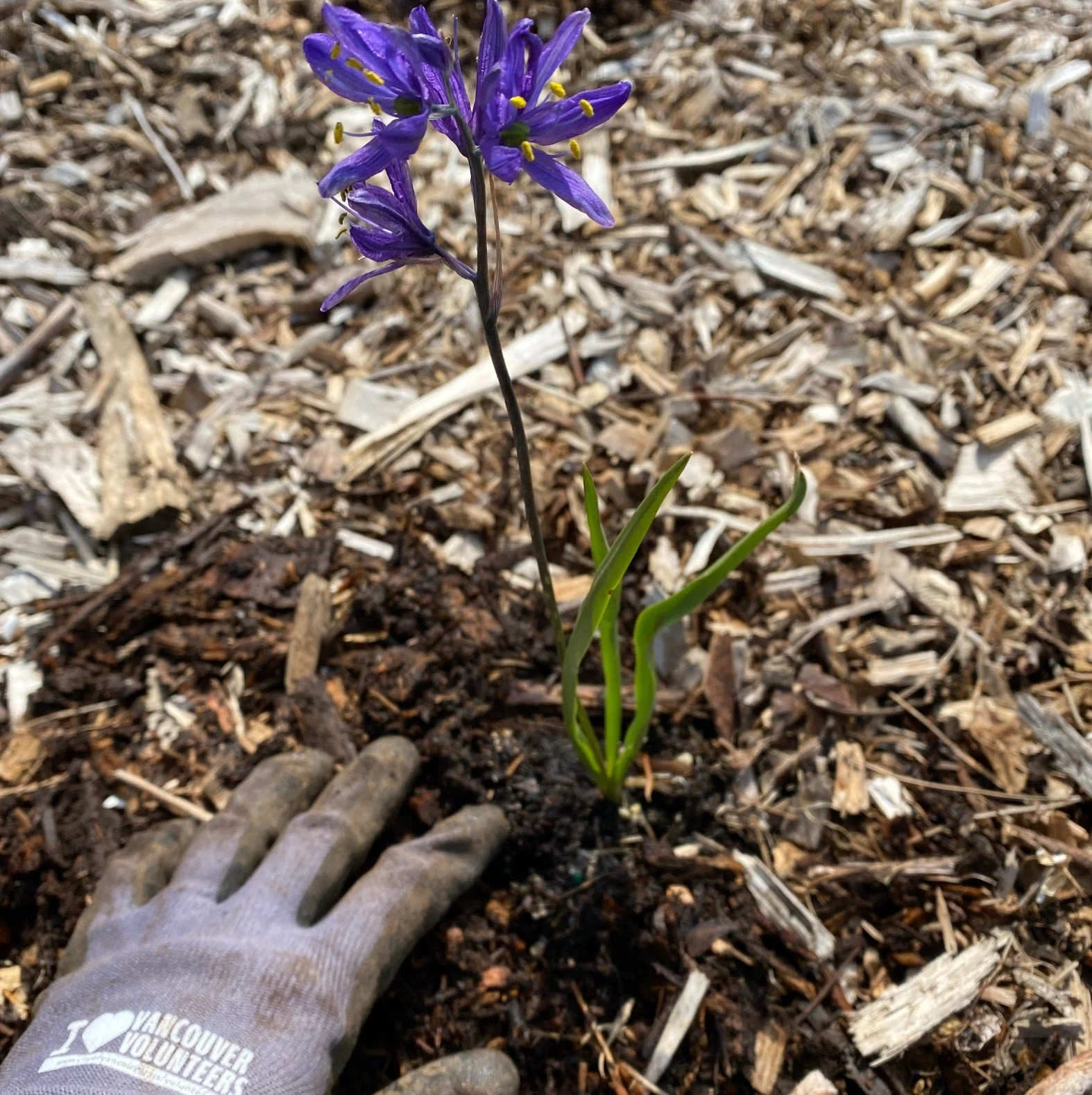 Adopt-A-Park Event at St. Helens Park