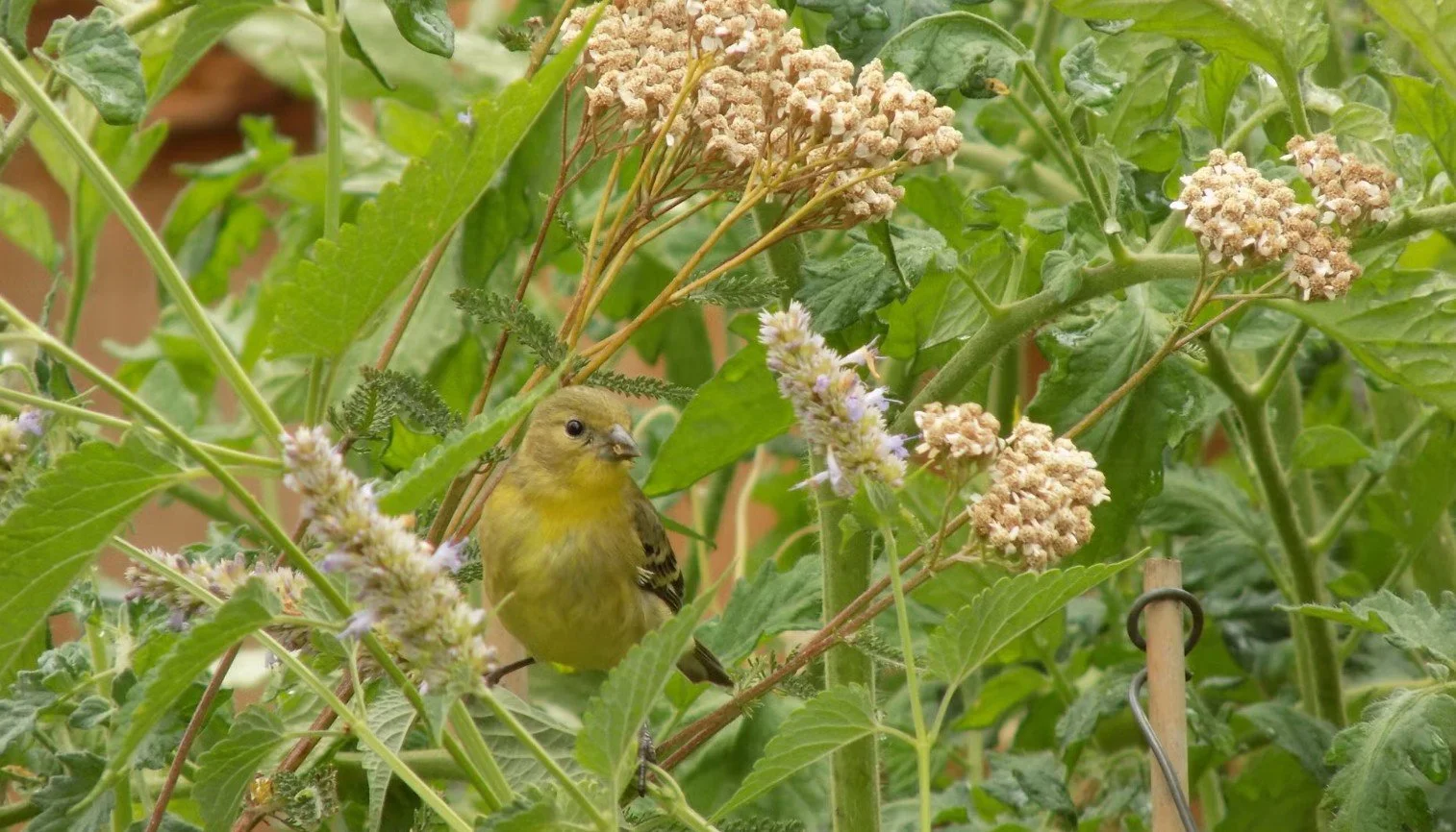 Birds and Blooms of Burnt Bridge Creek