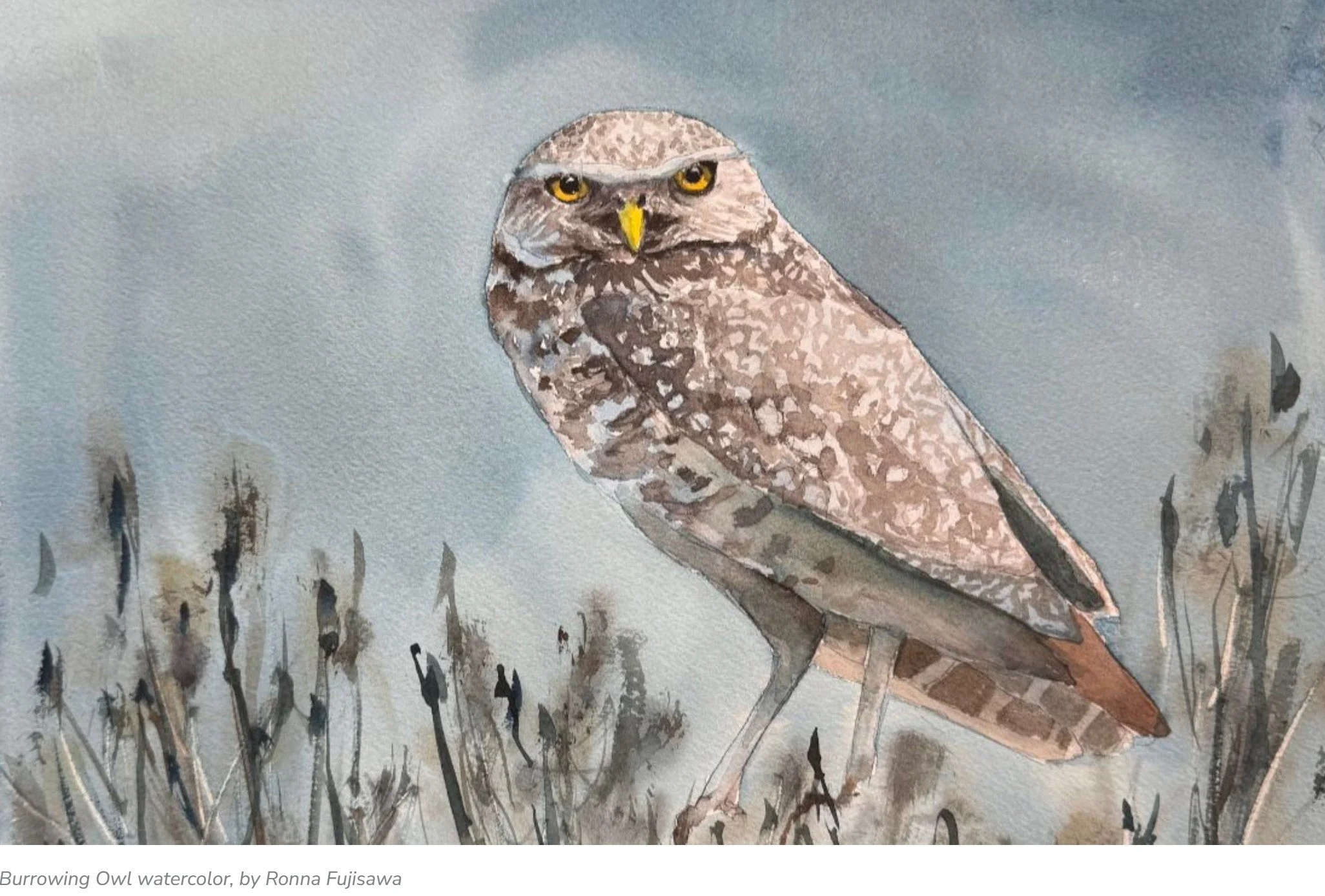 Online Watercolor Painting with Ronna: The Burrowing Owl