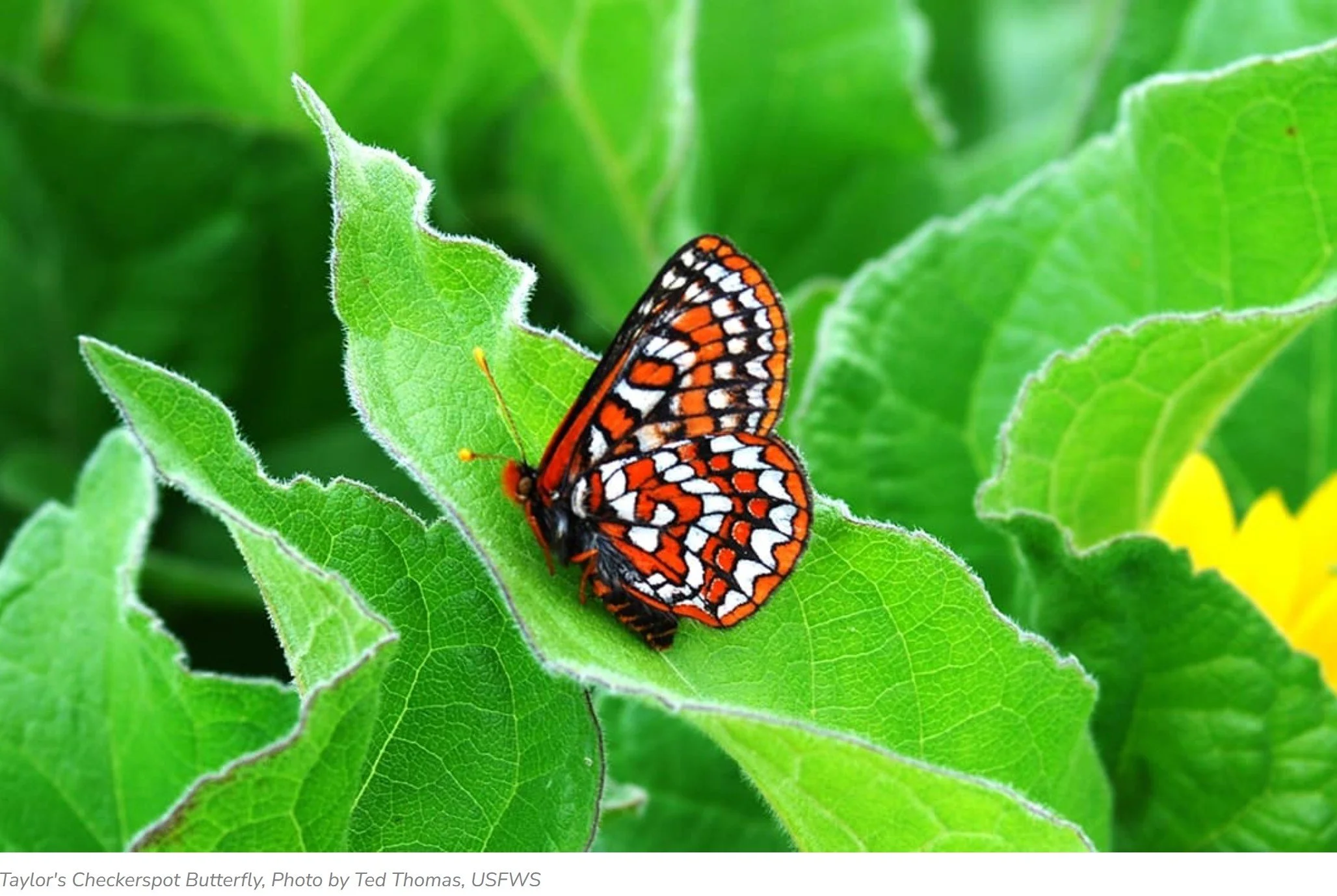The Butterflies of Oregon online workshop