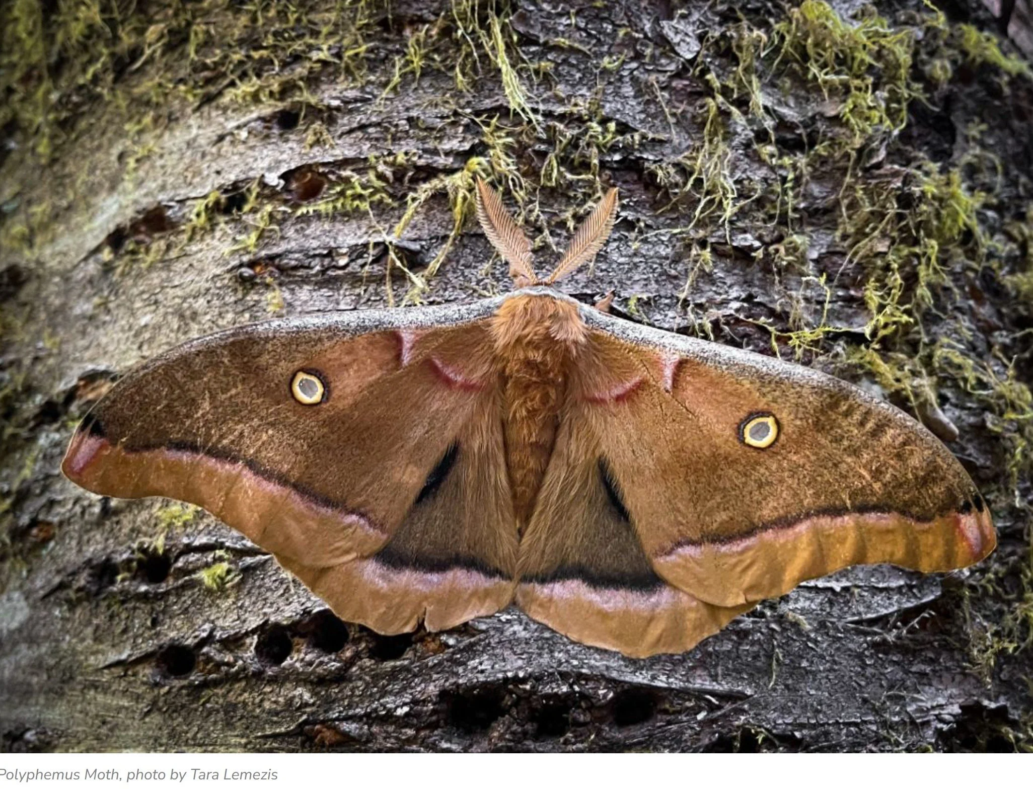 The Magic of Moths online workshop