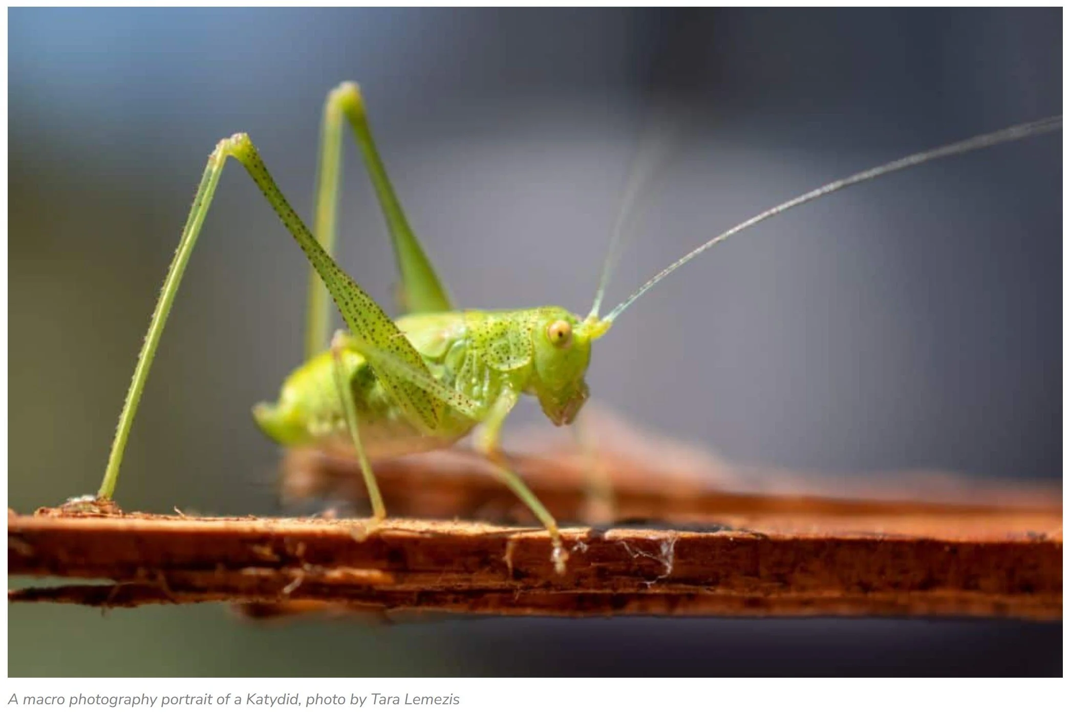 Macro Photography online workshop with Bird Alliance of Oregon