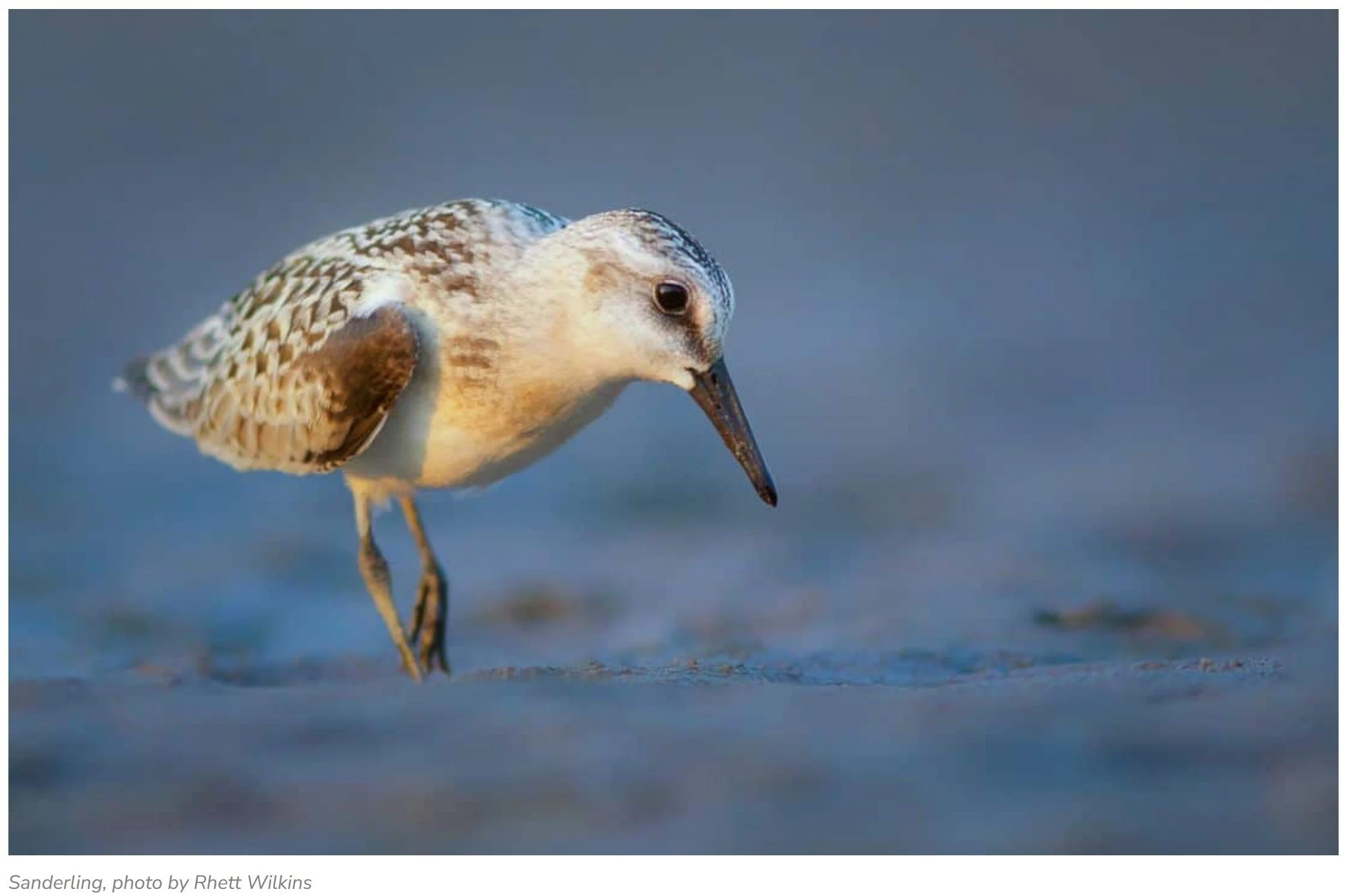 Identifying Shorebirds online workshop