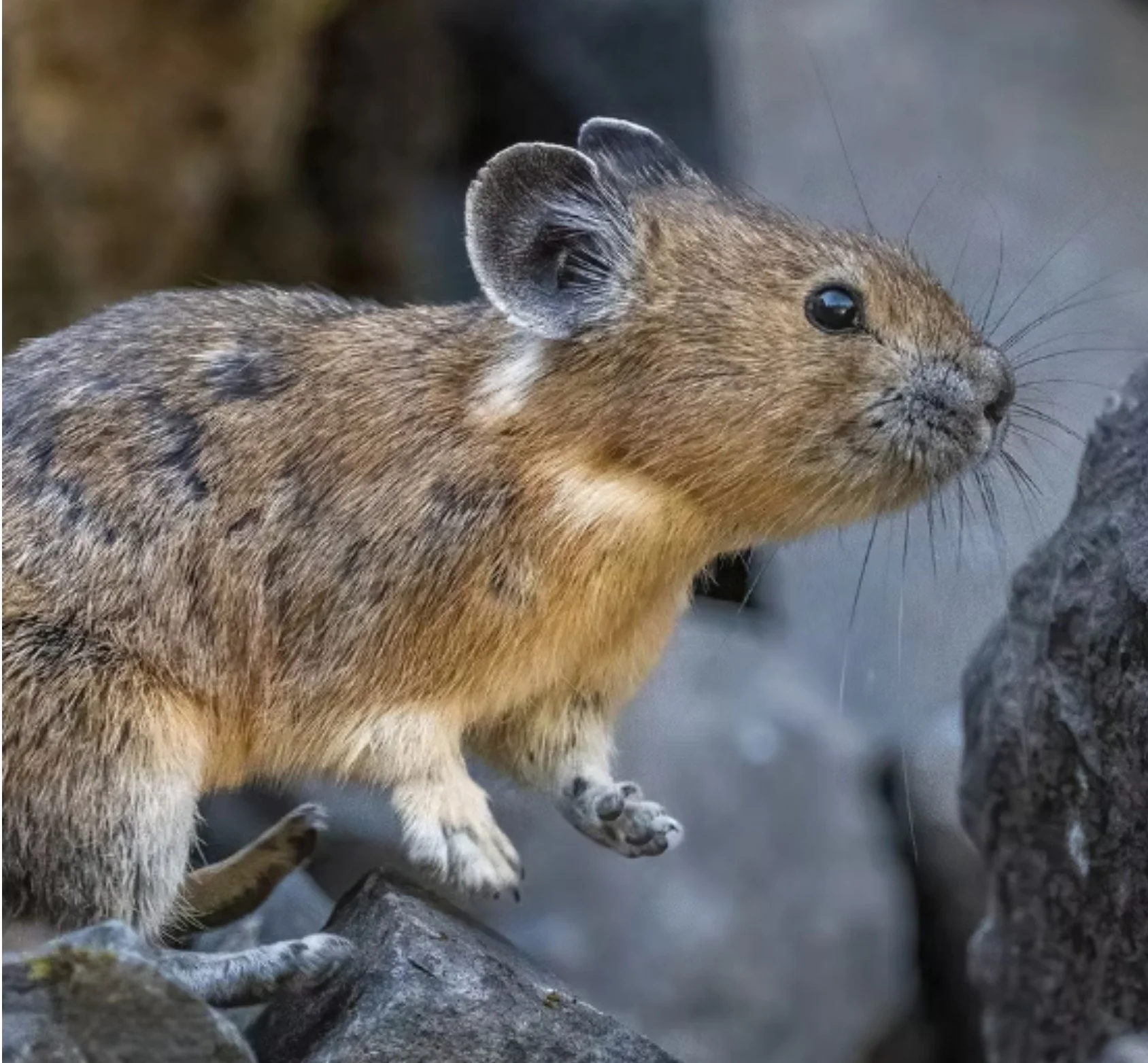 ROAD TRIP - Cascades Pika Watch training workshops