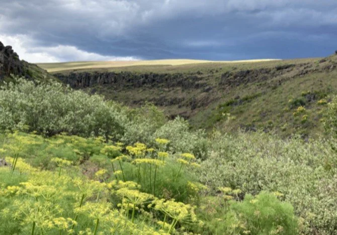 ROAD TRIP - WIldflower hike Upper Swale Creek Canyon, WA