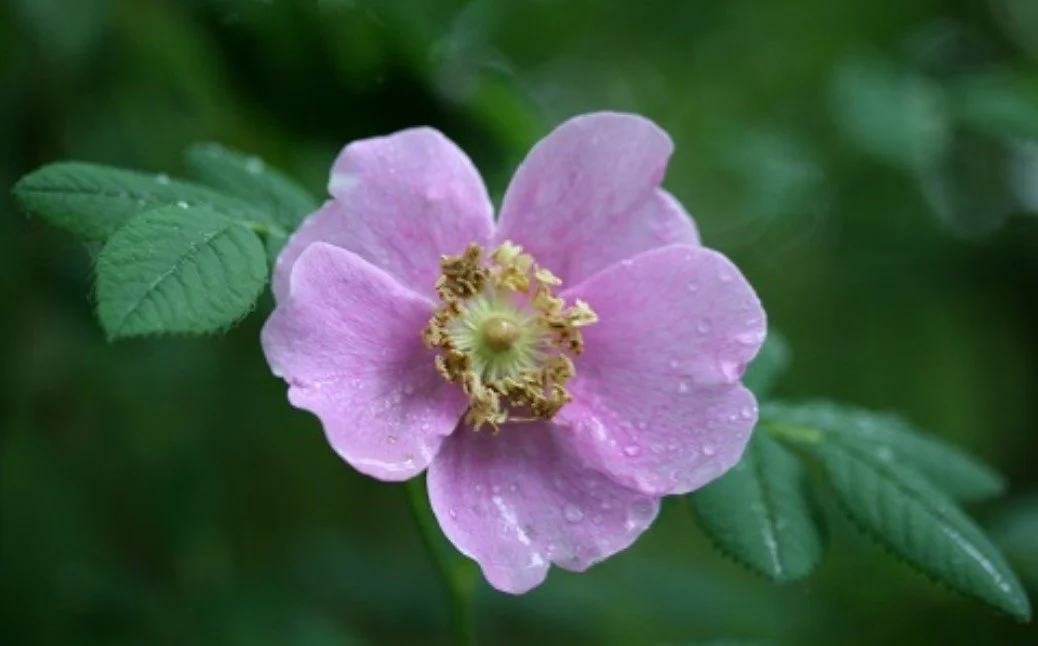 Drawing Wildflowers from Photographs online series