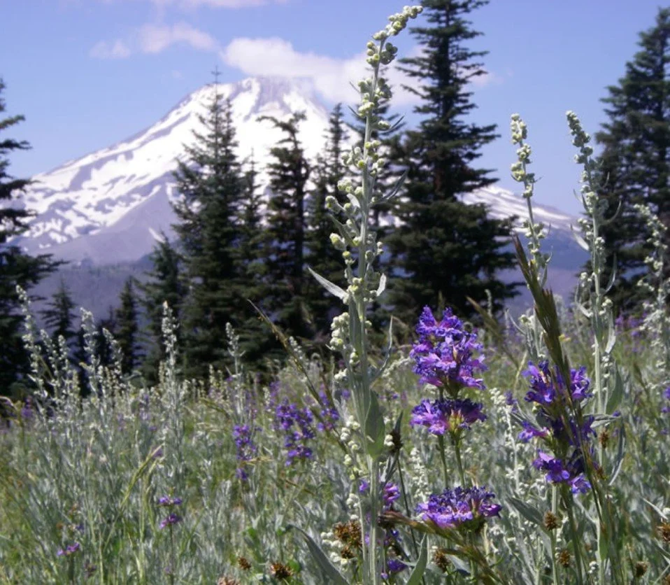ROAD TRIP - Lookout Mountain Wildflower Hike
