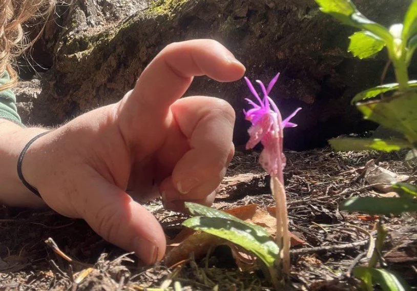 Naturescaping Workshop - Life Afterlife; the wonders of death in the garden