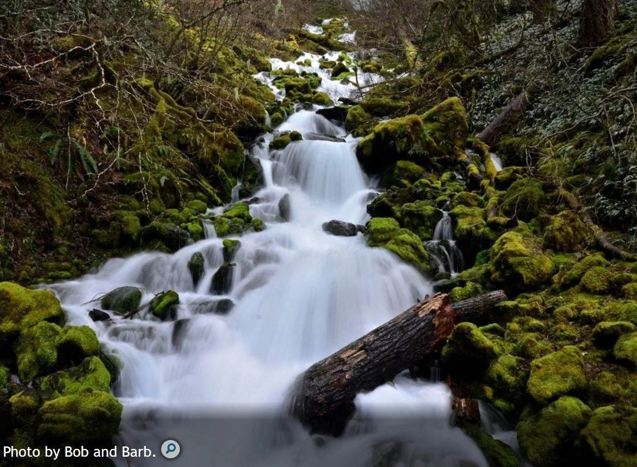 WNPS Wildflower Hike - Falls Creek Falls