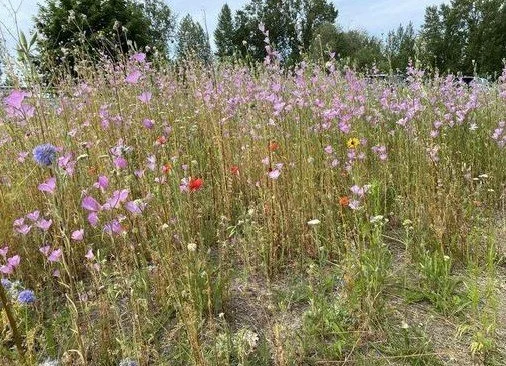 Highway 14 Wildflower Project - volunteer opportunities 