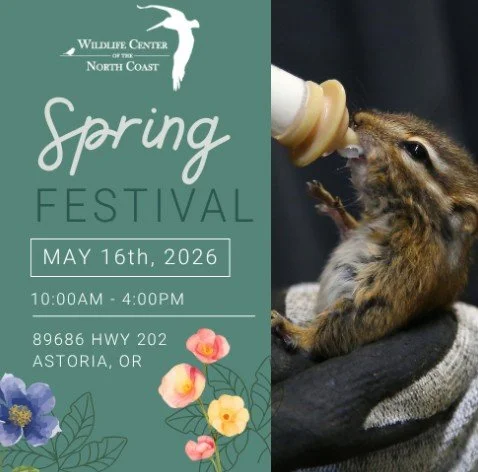 ROAD TRIP - Annual Spring Festival at the Wildlife Center of the North Coast