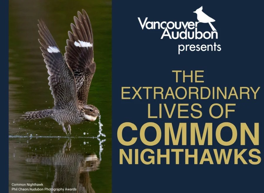 Extraordinary Lives of Common Nighthawks workshop with VAS
