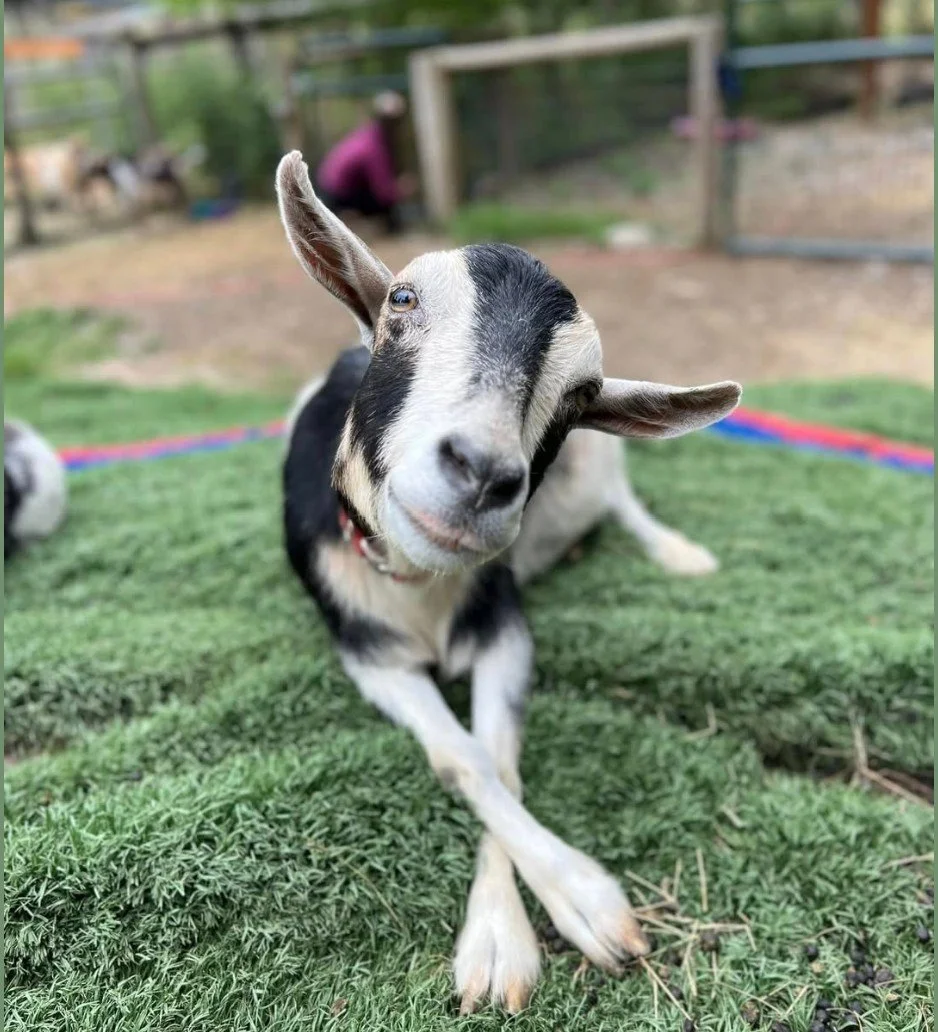 Goat Happy Hour