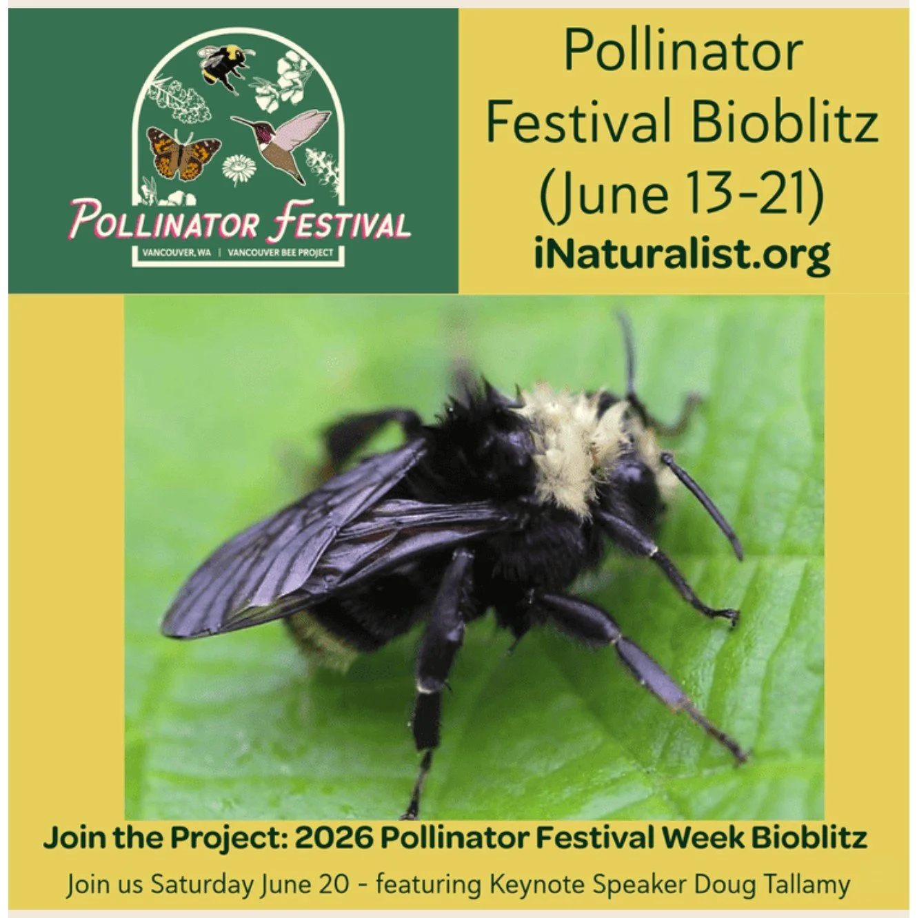 Pollinator Festival Week BioBlitz!