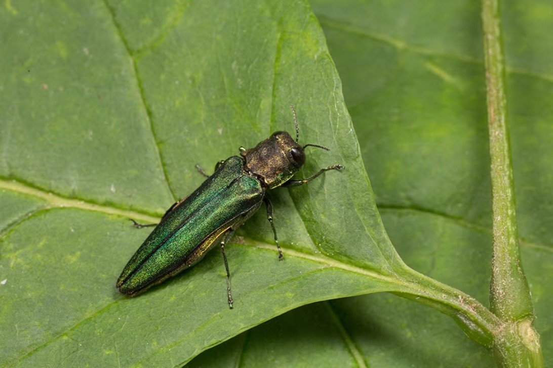 Emerald Ash Borer and Emerging Pests Workshop