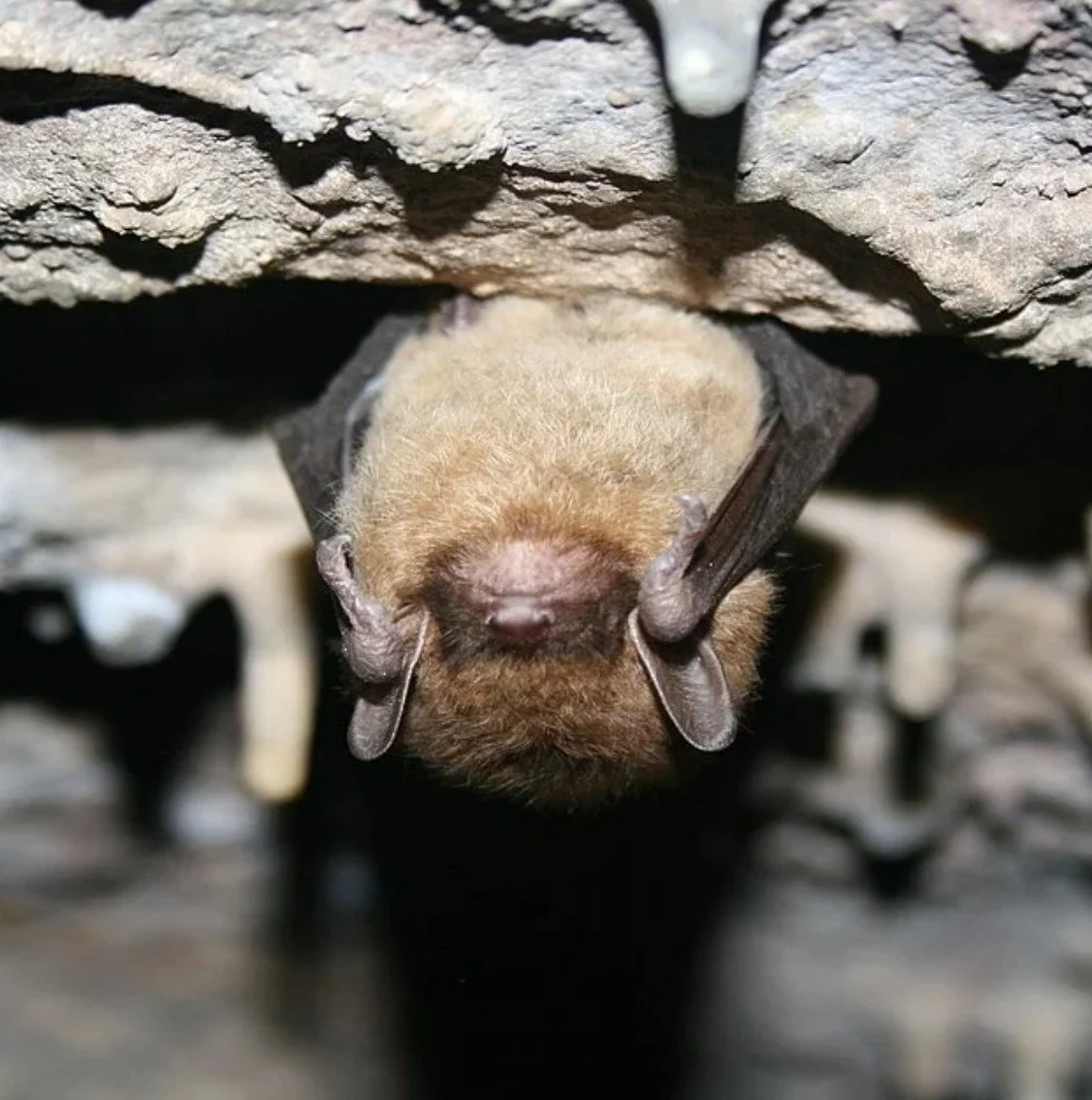 Learn about native WA Bats!