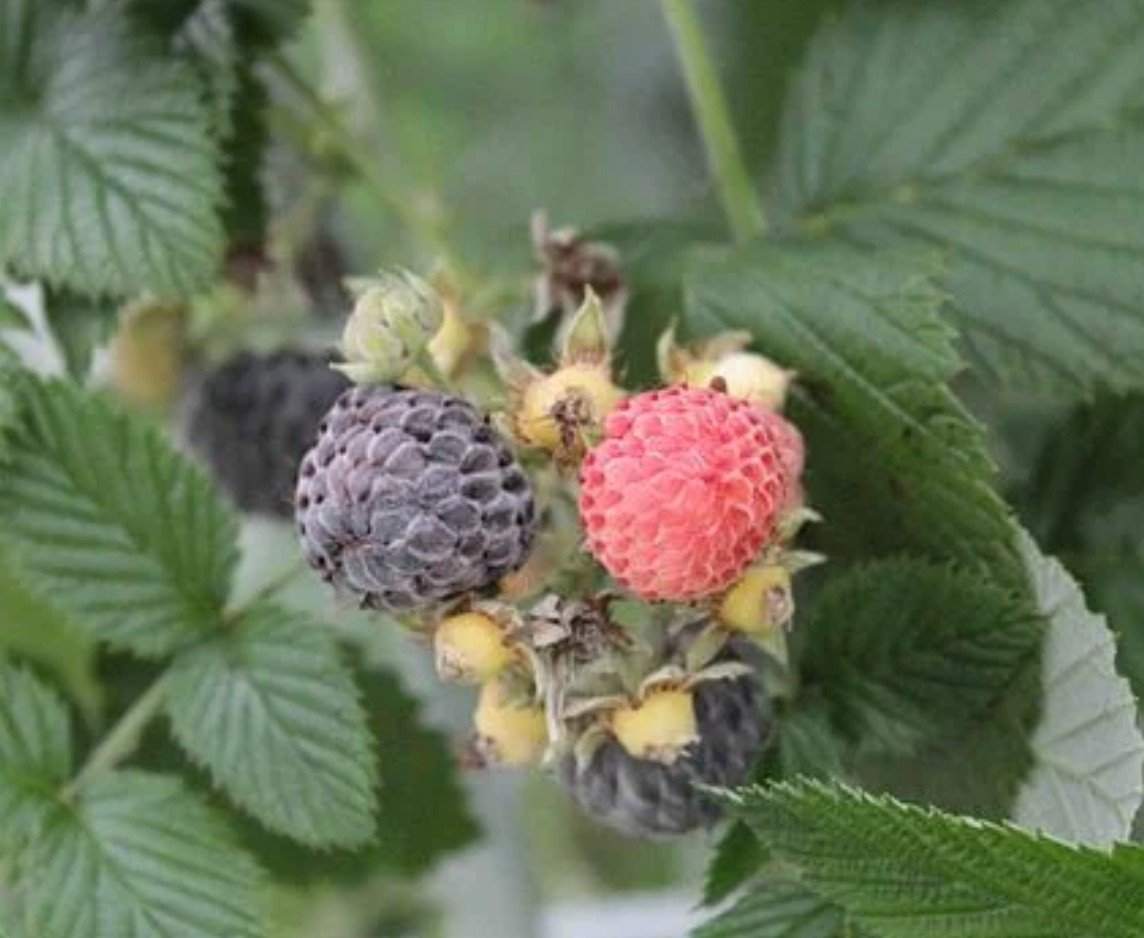 Edible Plant Walks @ Nature’s Haven Natives
