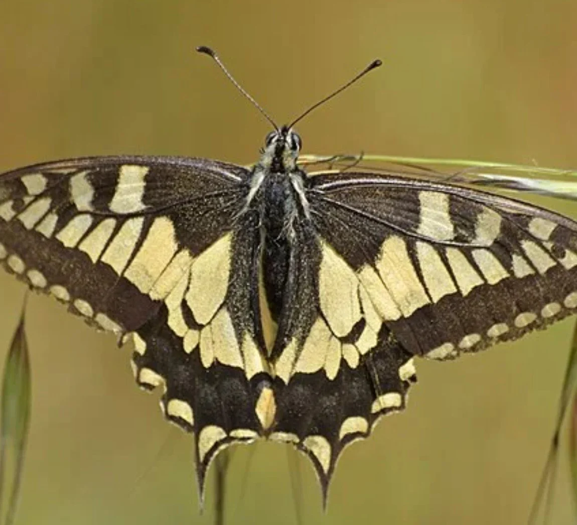 Intro to WA Native Butterflies &amp; Caterpillars