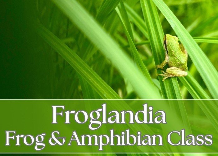 Froglandia - Frog &amp; Amphibian class
