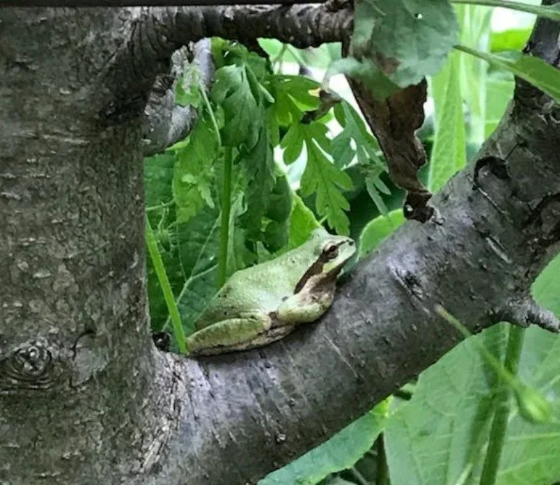 Intro to WA Native Frogs!