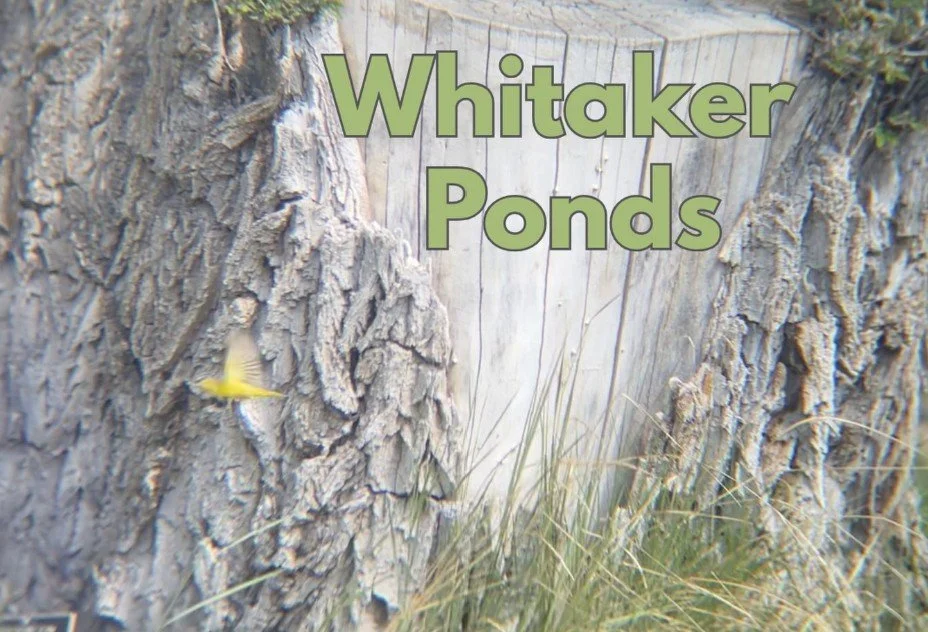 ROAD TRIP - Birding walk with BirdHersPDX