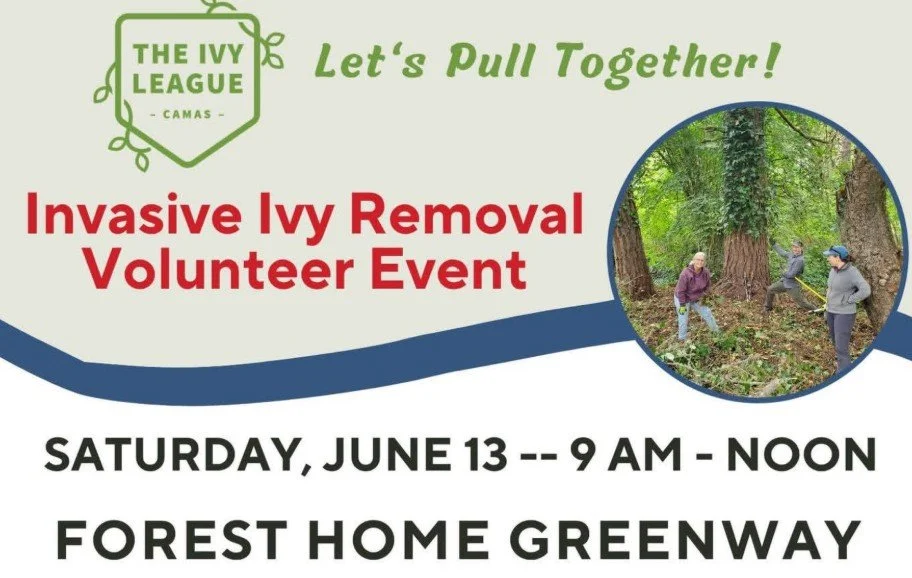 Volunteer workday with the Camas Ivy League
