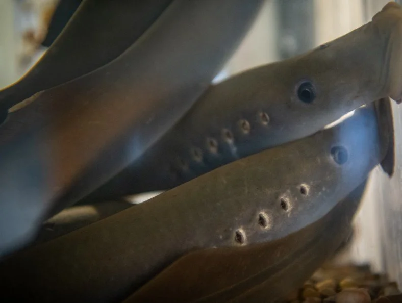 Fintastic Fish!