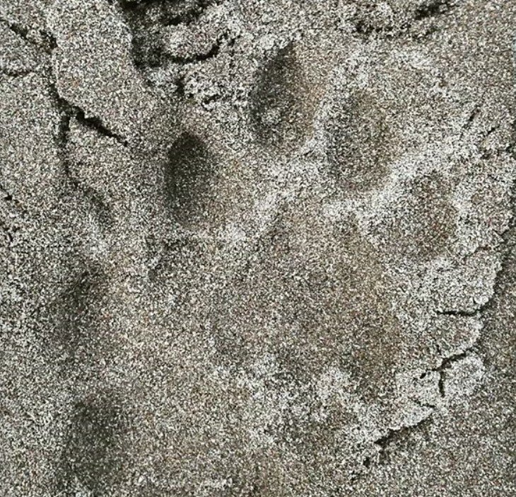 Animal Tracking Workshop