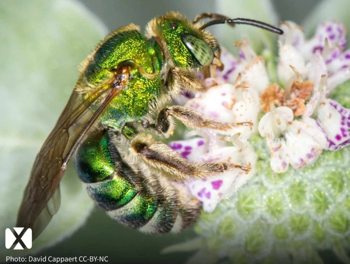 Who's Living in Your Pollinator Garden? webinar