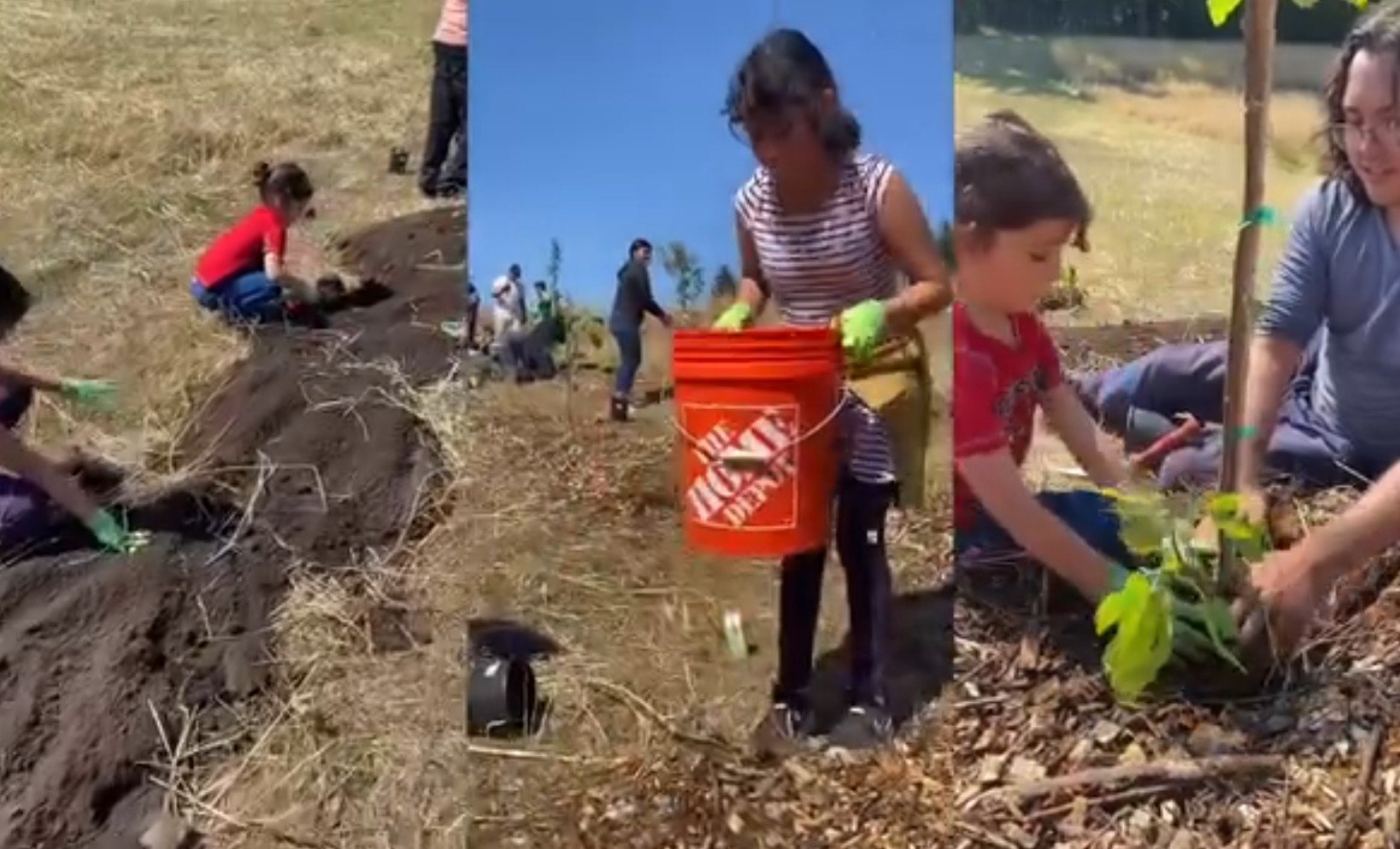 Community Harvest Volunteer Day